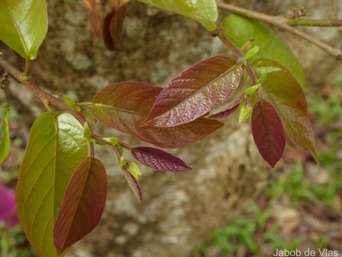 Holoptelea integrifolia (Roxb.) Planch.